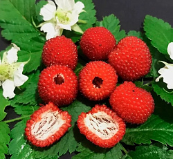 Малина (тибетская) - Земляничная