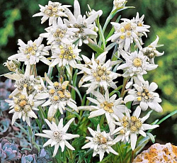 Эдельвейс альпийский Занзи