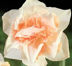 Нарцисс (Махровый) - Пинк Парадайз (Люкс)