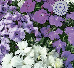Гвоздика Диана Лавендина Микс