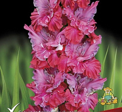 Гладиолус (Российская селекция) - Перпендикулярный мир