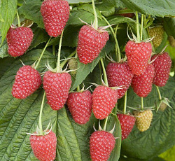 Малина (ремонтантная) - Бабье лето 2