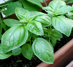Базилик Зеленый ароматный