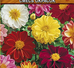 Георгина Унвинс Беддинг (смесь окрасок)