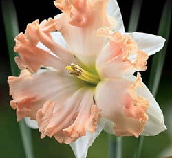 Нарцисс (С расщепленной коронкой) - Вальс (Люкс)