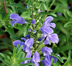 Змееголовник молдавский Горыныч