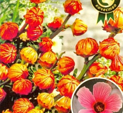 Гибискус суданский Алый коктейль