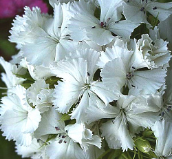 Гвоздика турецкая Белая