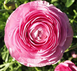 Лютик (Ранункулюс) Цветущая долина розовая F1