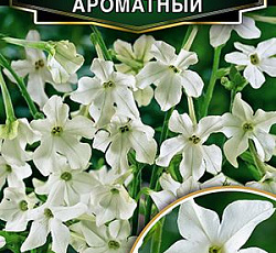 Табак крупноцветковый Ароматный