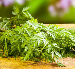 Кервель Ажурный