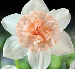 Нарцисс (Махровый) - Петит Фо (Люкс)