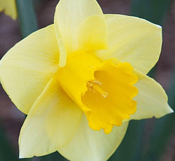 Нарцисс (крупнокорончатый) - Голден Салом