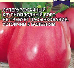 Томат Настенька