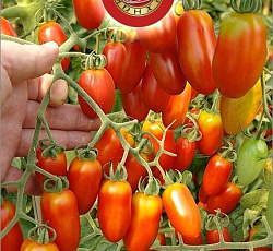 Томат Черрипальчики