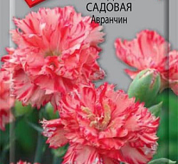 Гвоздика садовая Авранчин
