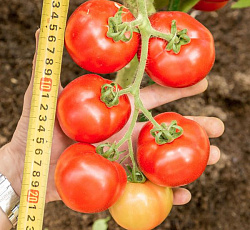 Томат Любаша F1