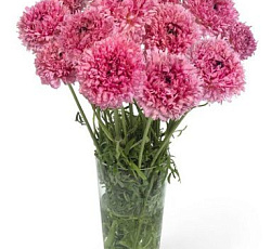 Лютик (гибридный) - Пудл Рамлия