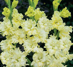 Гладиолус (гофрированный) - Лемон Раффл