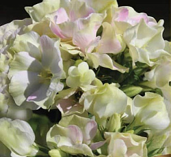 Флокс (метельчатый) - Крем де ла Крем (Люкс)