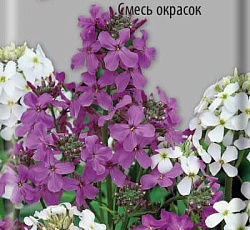 Вечерница матроны Смесь окрасок