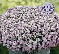 Алиссум клеа Кристал Лавендер Шейдес