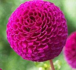 Георгина (помпонная) - Рокко