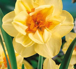 Нарцисс (Махровый) - Дабл Фэшн