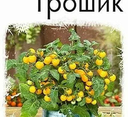 Томат Грошик