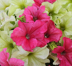 Петуния Катя и Катюшка F1