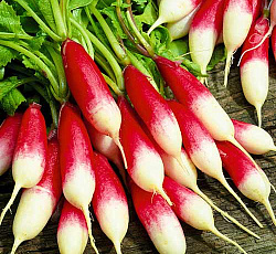 Редис Дамские пальчики