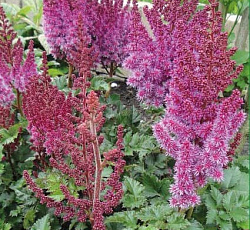 Астильба (гибридная) - Пёпл Рейн