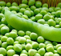 Горох Амброзия (сахарный)