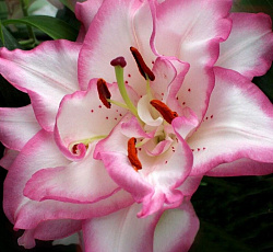 Лилия (восточная махровая) - Бьютитренд