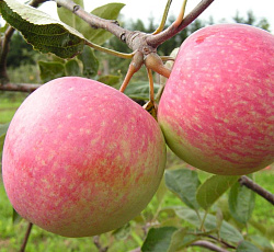 Яблоня - Конфетное