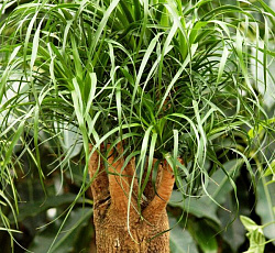 Бокарнея (Нолина бутылочное дерево)