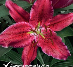 Лилия (восточная) - Блэк Белт