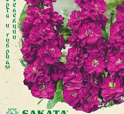 Левкой (маттиола) Айрон Дип пинк