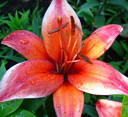 Лилия (азиатская) - Ред Электрик