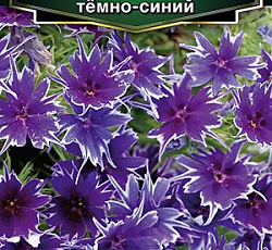 Флокс друммонда Попстарс темно-синий F1