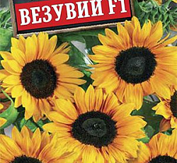 Подсолнечник Везувий F1