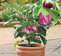 Баклажан Полосатик