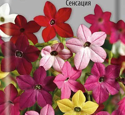 Табак душистый Сенсация