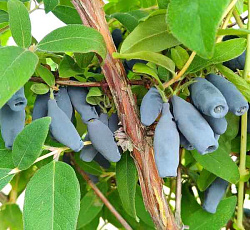 Жимолость - Кувшиновидная