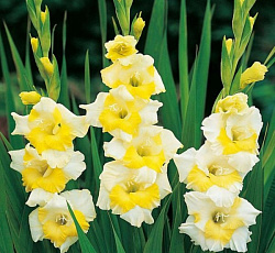 Гладиолус (крупноцветковый) - Багги