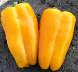 Перец сладкий Желтый букет