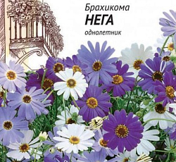 Брахикома Иберисолистная Нега