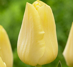 Тюльпан (Триумф) - Йеллоу Кинг