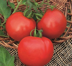 Томат Капитан F1