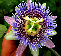 Пассифлора язычковая Сладкая Гранадилла